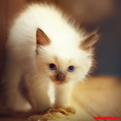 Adorable Kitten