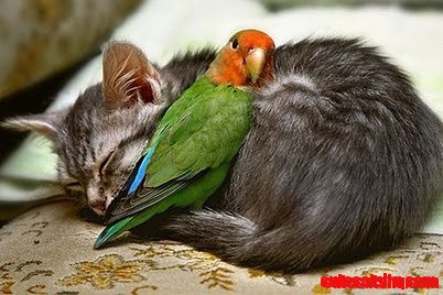 Adorable Parakeet and Kitten Love