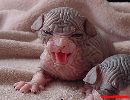 Adorable Sphynx Kittens!