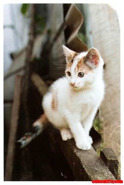 Adorable Walking Cat