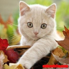 Adorable White Kitten
