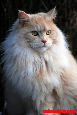 Adult Maine Coon Cat