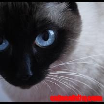 Amazing Cat Eyes