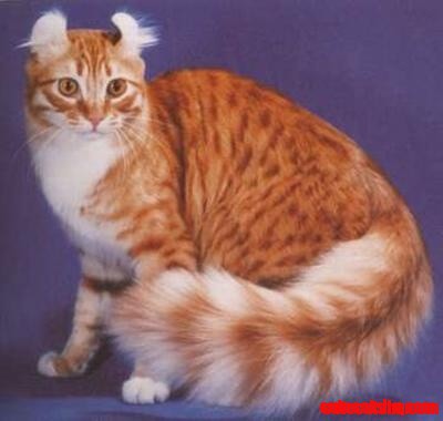 American Curl Cat
