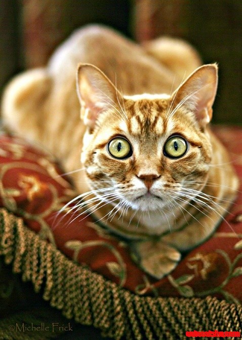 And Wait for It....pounce!