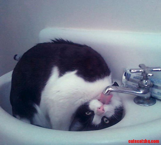 Tuxedo cat