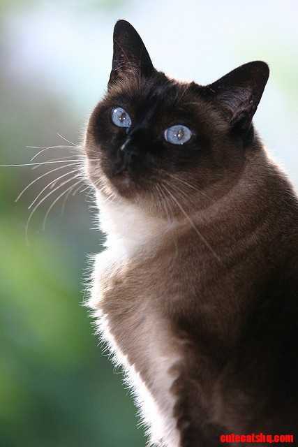 Applehead Siamese Cat