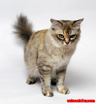 Tortoiseshell cat