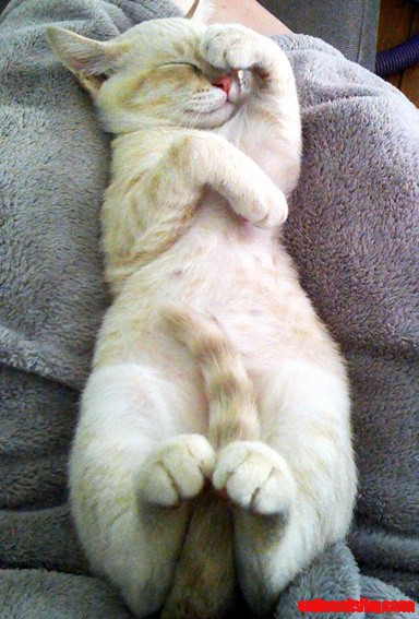 Australian Mist Kitcat Cisco