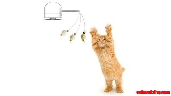 Automated Pet Mobile  the Kitten Looks Ridiculously Happy. Meow!