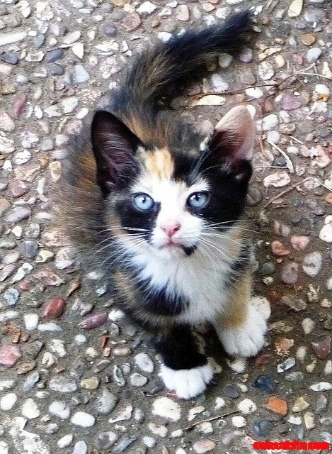Calico cat