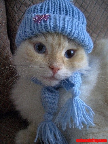 Awww Cozy Kitty