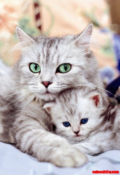 Awww - Mom Cat and Kitten..