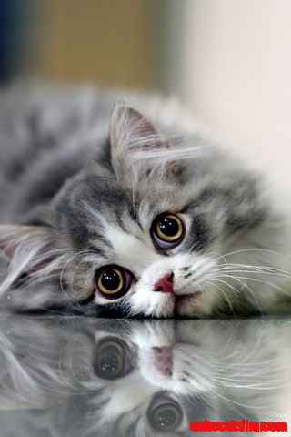 Awww, So Beautiful Kitten