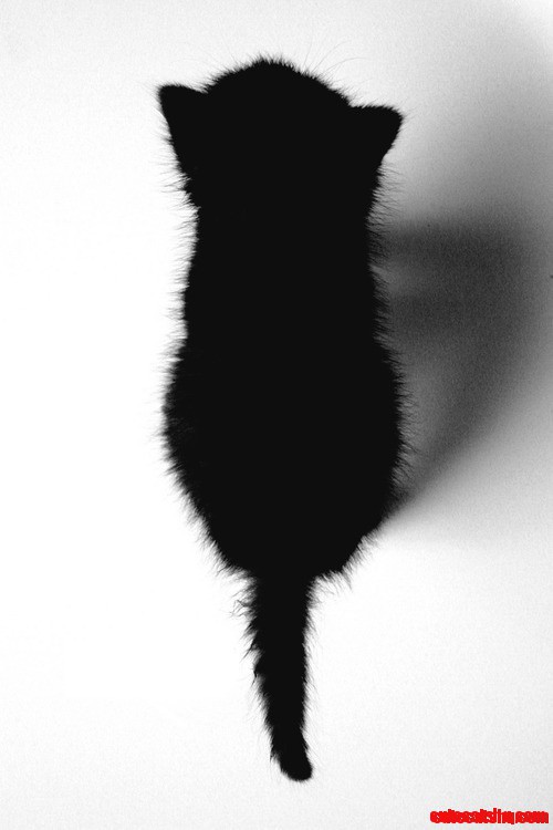 Baby Cat