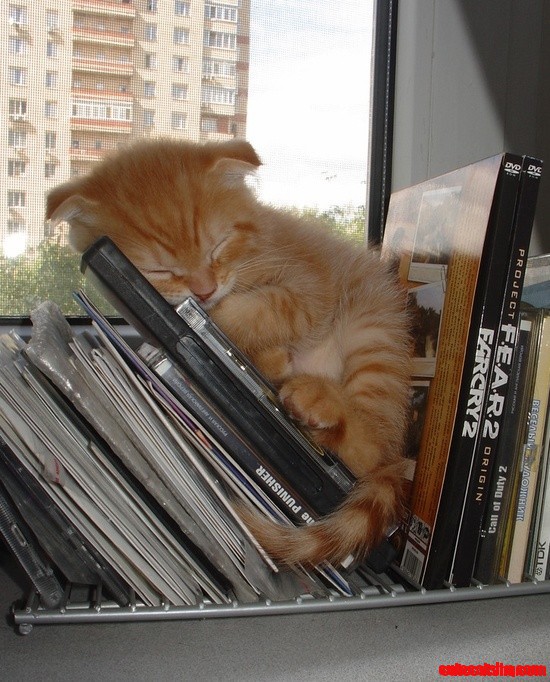 Baby Cat
