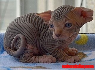 Baby Sphinx Kitty