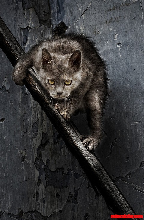 Bad-ass Kitty