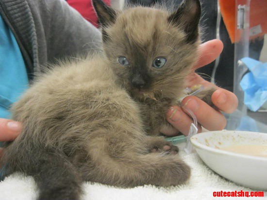 Bandit the Miracle Kitten