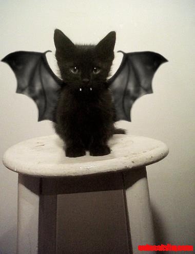 Batc... Batman!