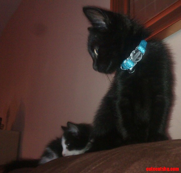 Tuxedo cat