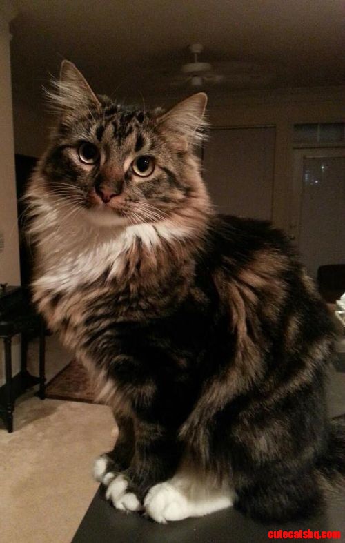 Beautiful Cat
