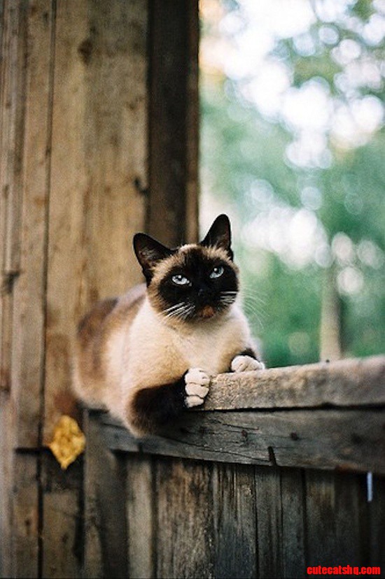 Beautiful Siamese