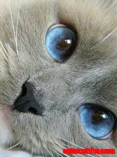 Beautiful Blue Cat Eyes