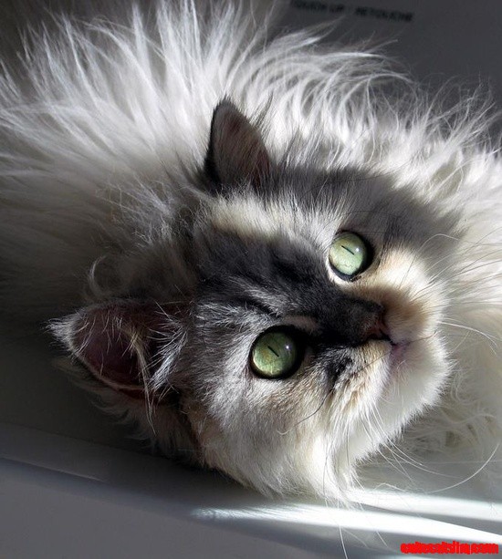 Beautiful Cat, Love It