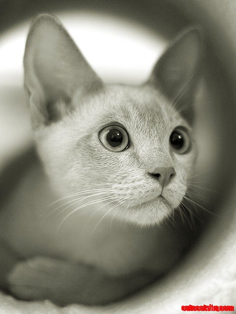 Beautiful Cat