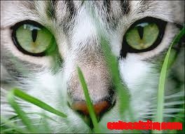 Beautiful Green Kitty Eyes!