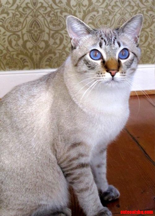 Beautiful Home Cat