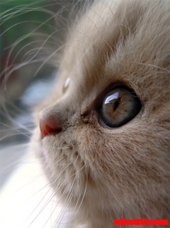 Beautiful Kitty Eyes