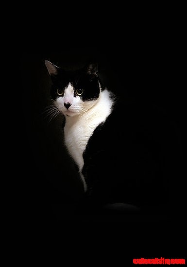Tuxedo cat