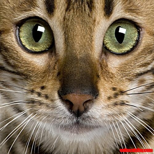Bengal Cat
