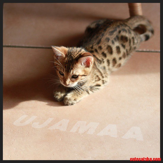 Bengal Kitten
