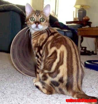 Bengal Cat