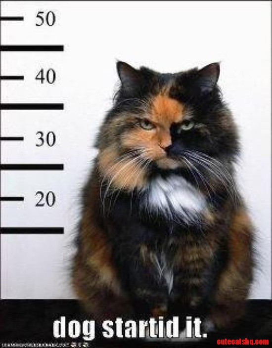 Tortoiseshell cat