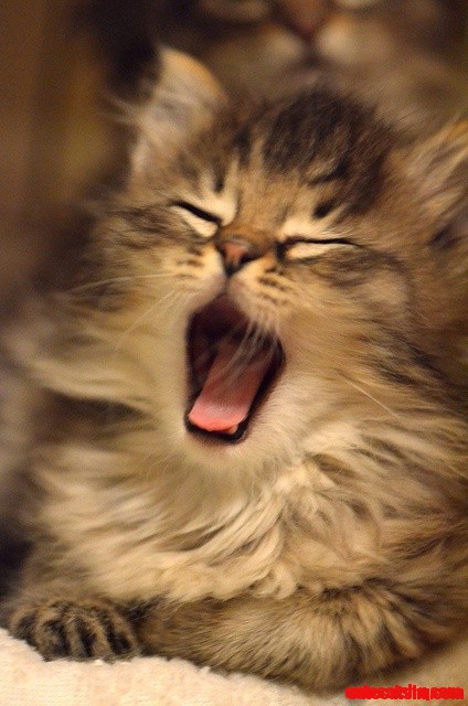 Big Cat Yawn