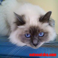 Birman