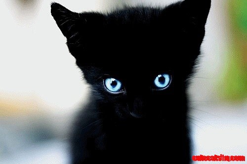 Black and Blue