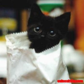 Black Kittens with Huge Eyes
