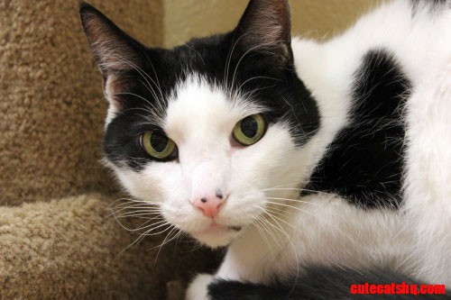 Black and White Kitty
