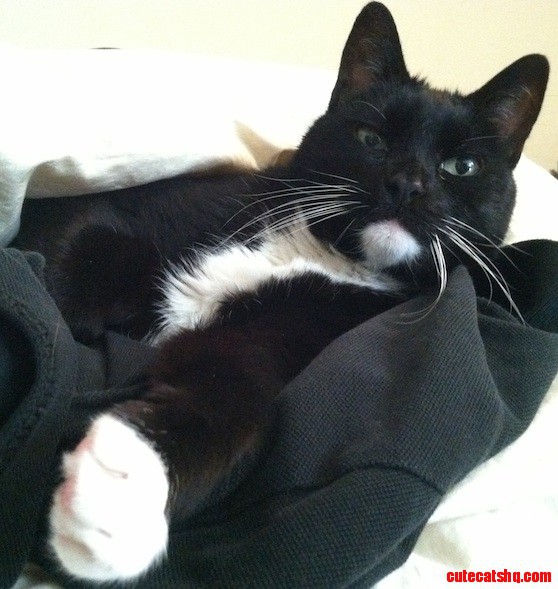 Tuxedo cat