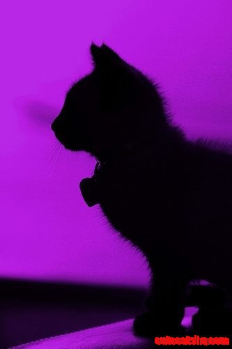 Black Cat Silhouette on Purple