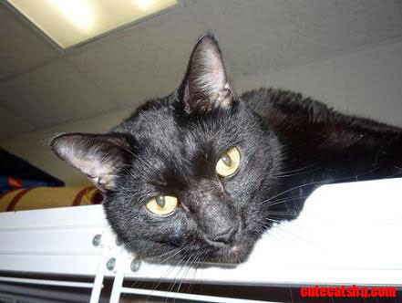 Black Cat