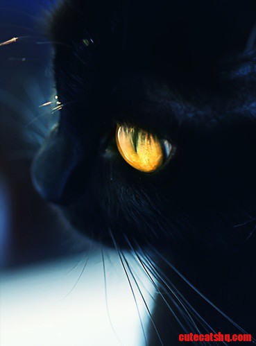 Black Cat