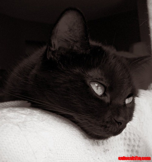 Black Cat