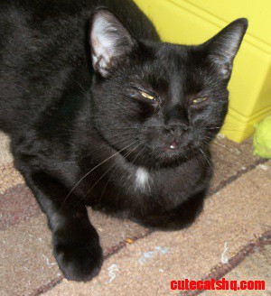 Black Pussy