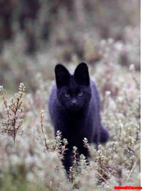Black Serval Cat